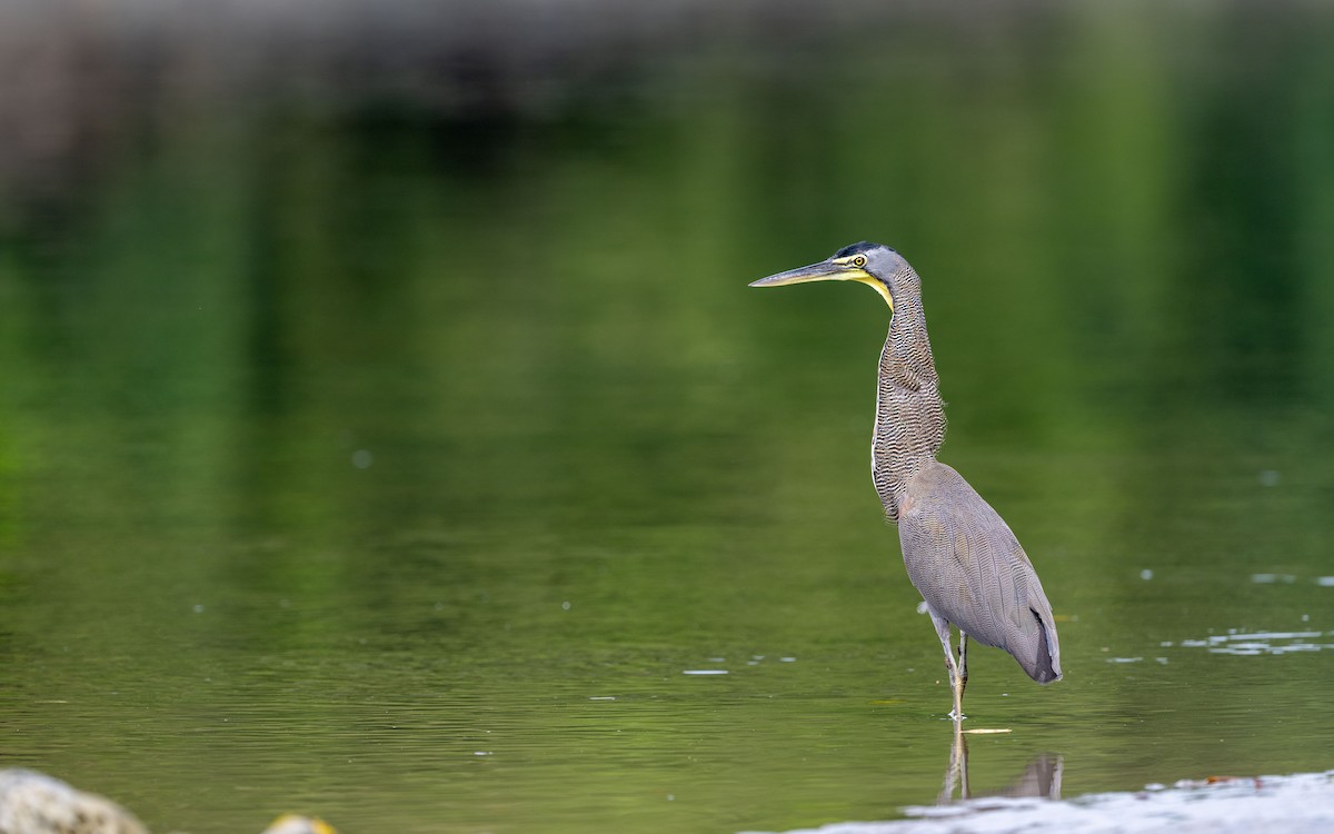 Bare-throated Tiger-Heron - Serge Horellou