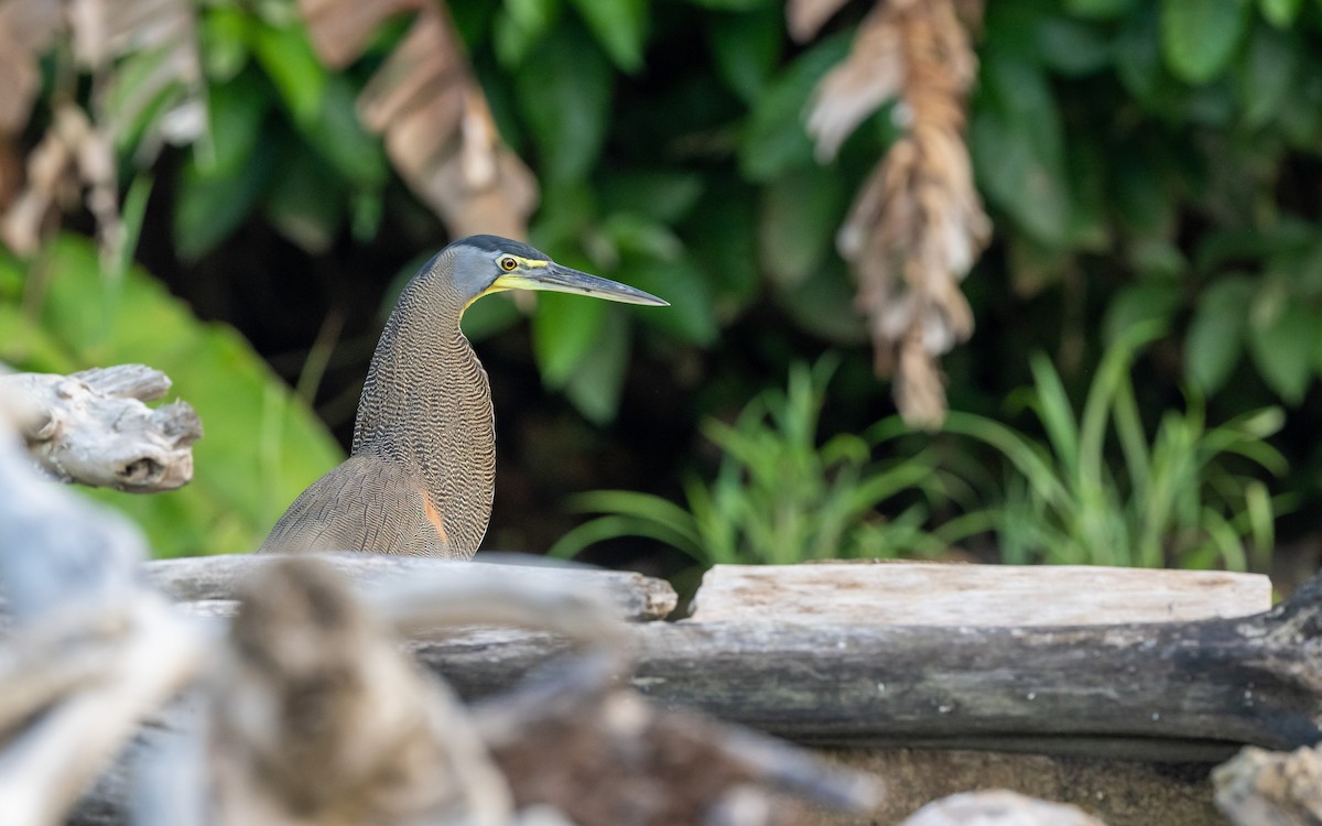 Bare-throated Tiger-Heron - ML623837694