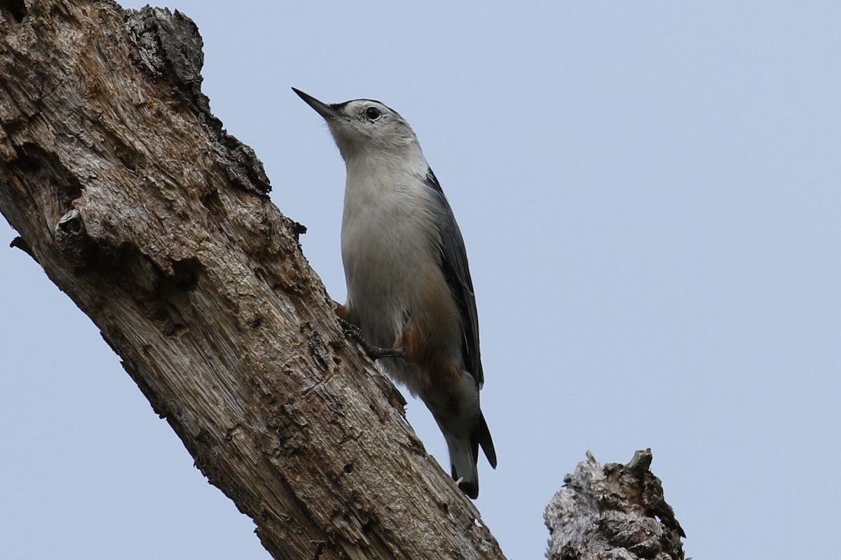 White-breasted Nuthatch - ML623837697