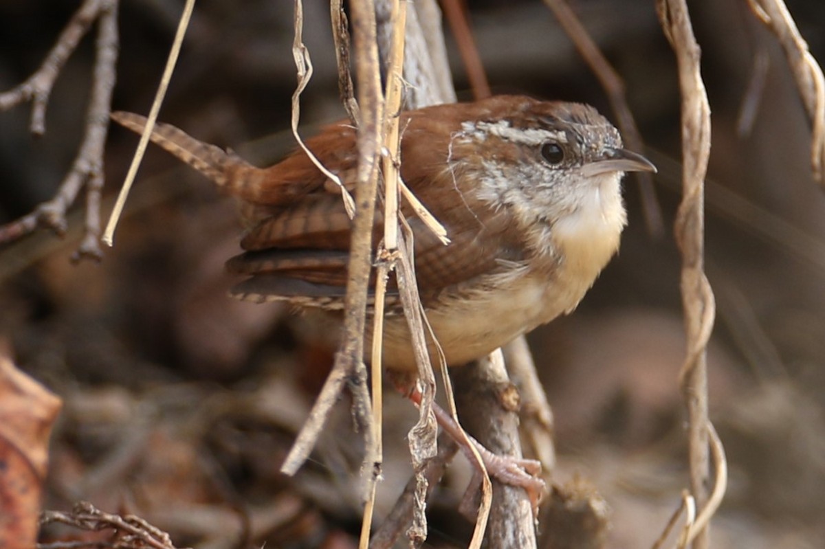 Carolina Wren - michael vedder