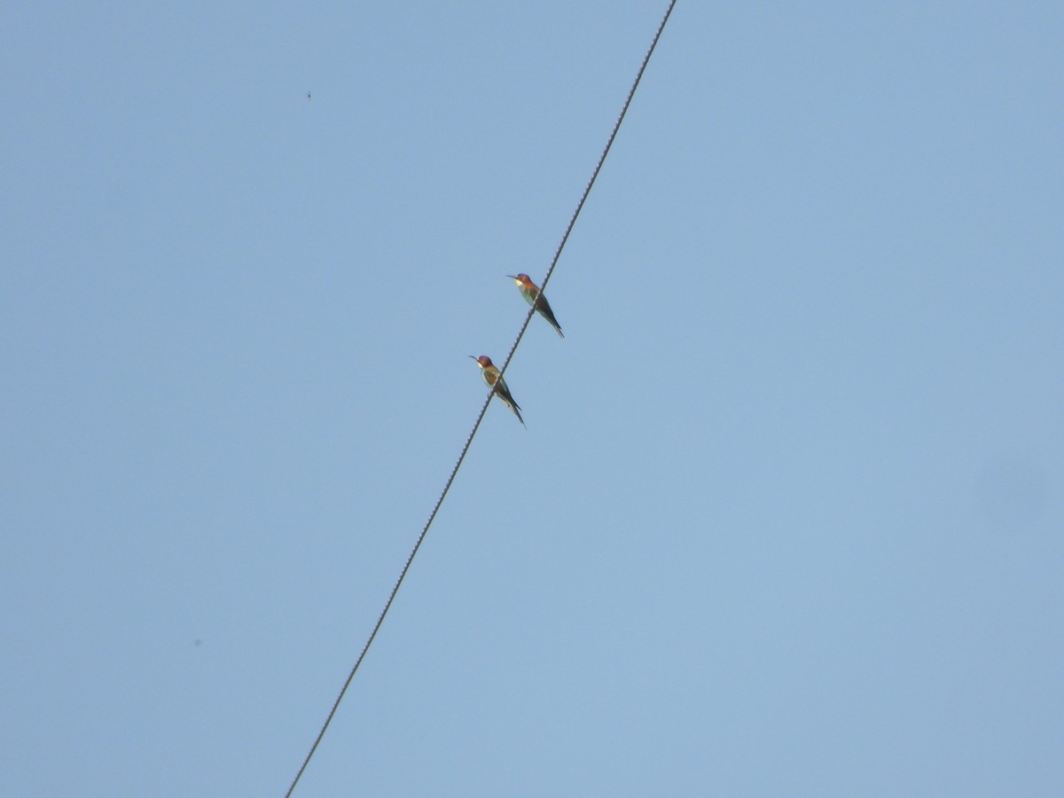 European Bee-eater - ML623837710