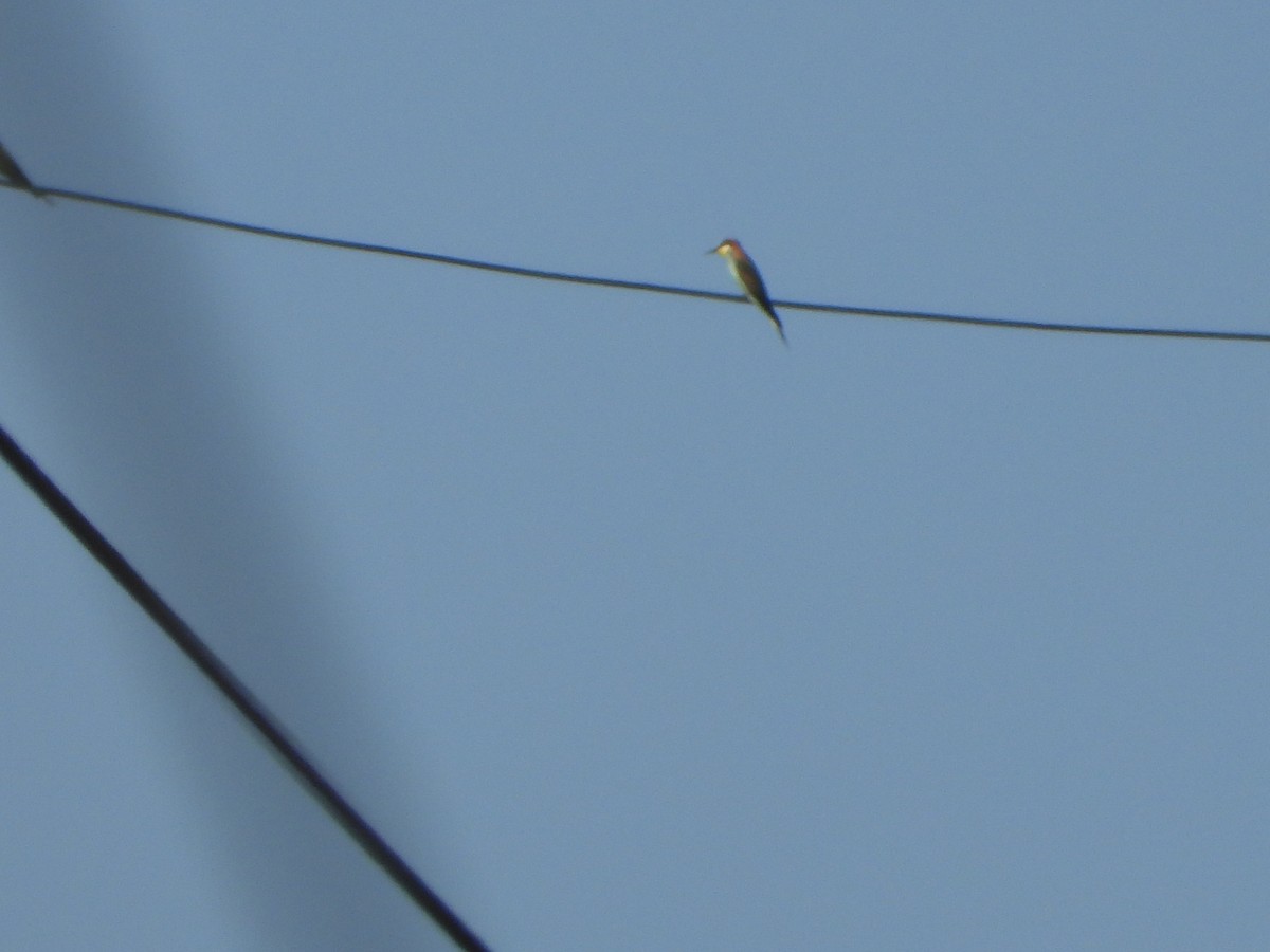 European Bee-eater - ML623837711