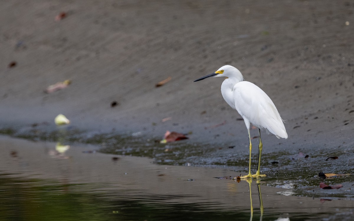 Snowy Egret - ML623837713