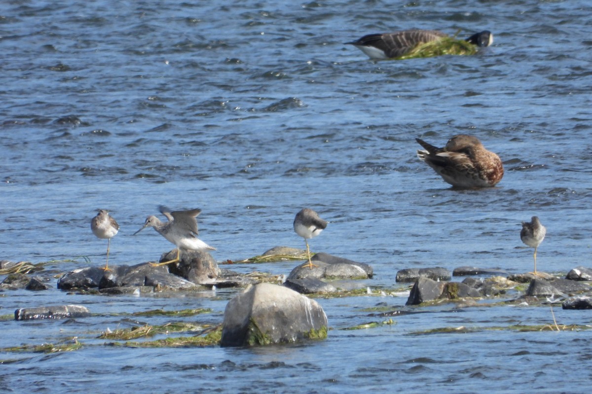 Greater Yellowlegs - ML623837715