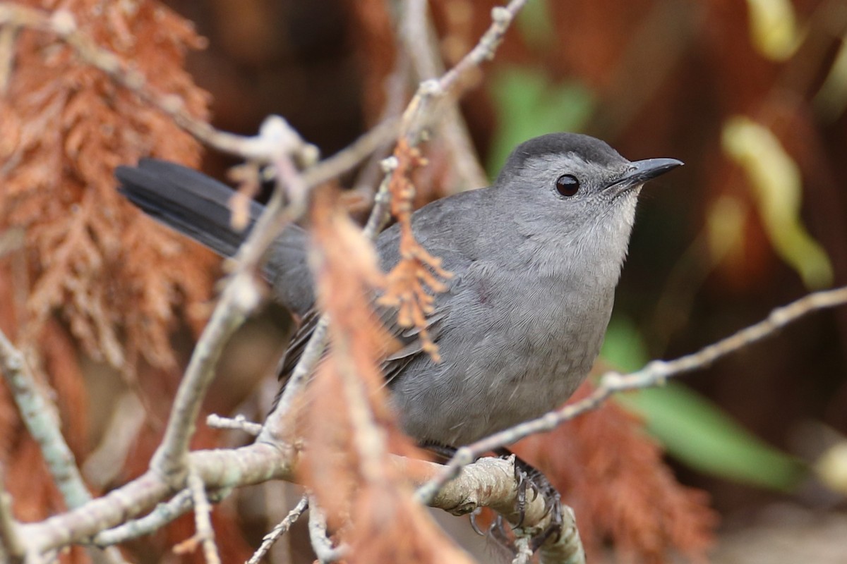 Pájaro Gato Gris - ML623837716