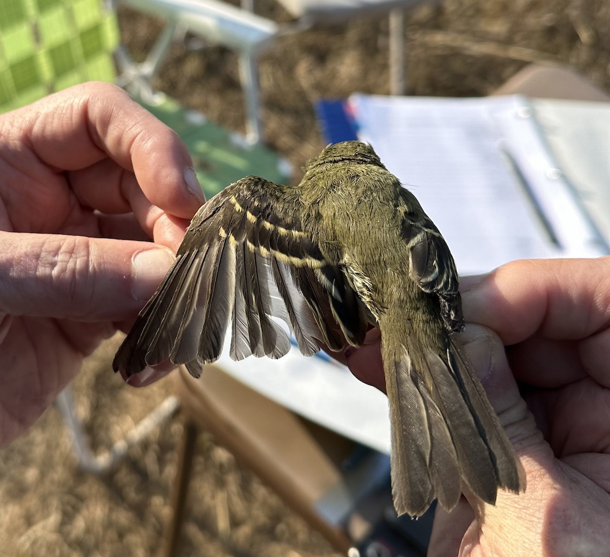 Yellow-bellied Flycatcher - ML623837719
