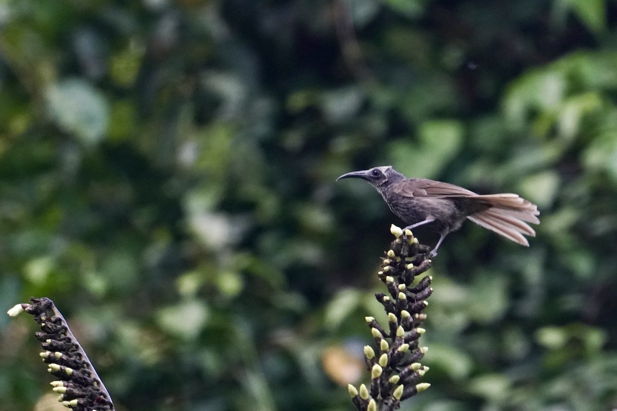 White-streaked Friarbird - ML623837721