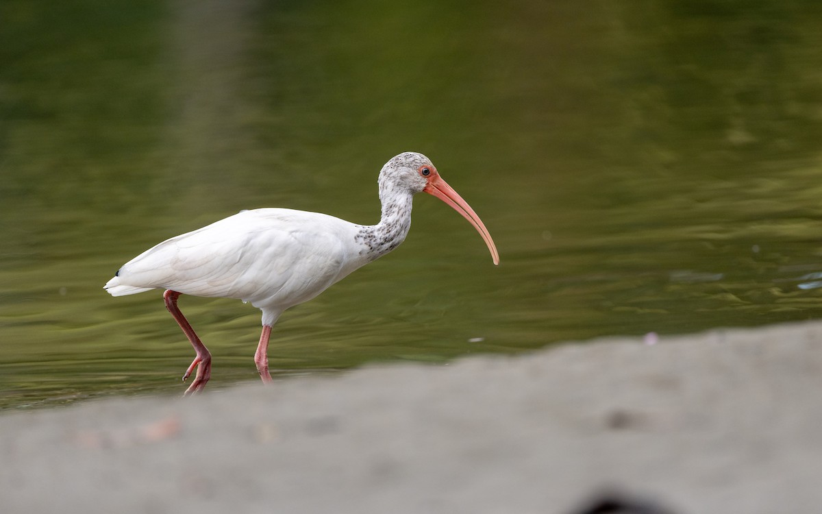 White Ibis - ML623837722