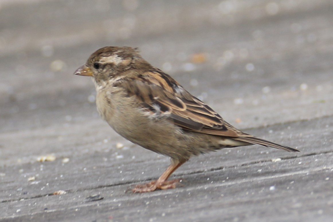 House Sparrow - michael vedder