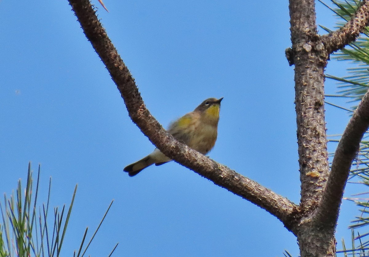 Yellow-rumped Warbler - ML623837730