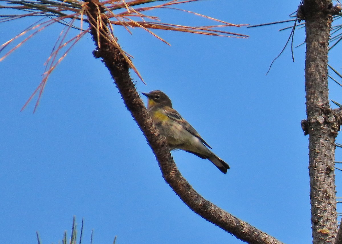 Yellow-rumped Warbler - ML623837731