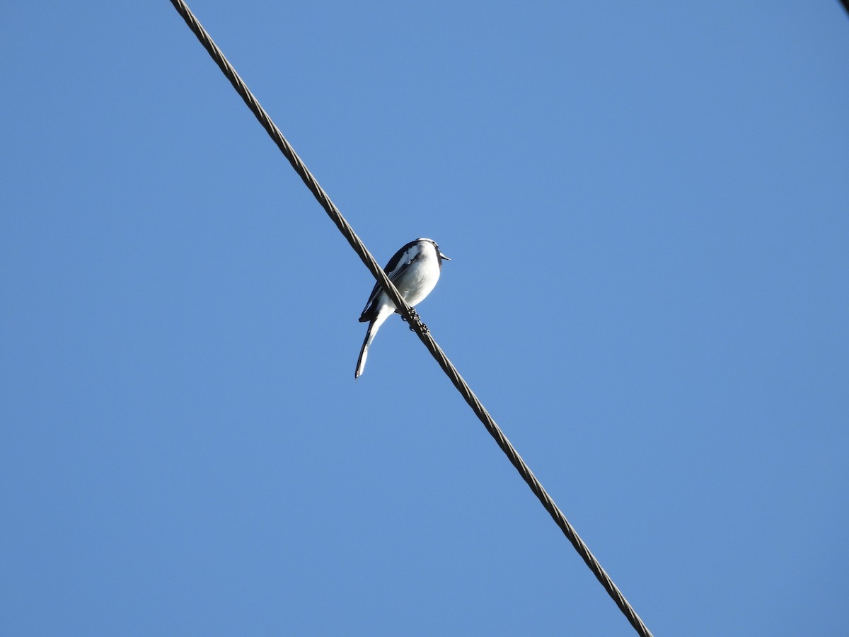 White-browed Wagtail - ML623837744