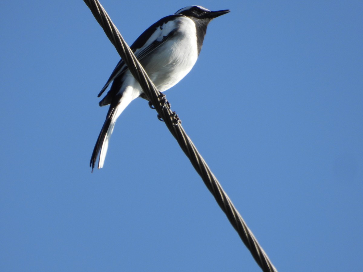 White-browed Wagtail - ML623837745