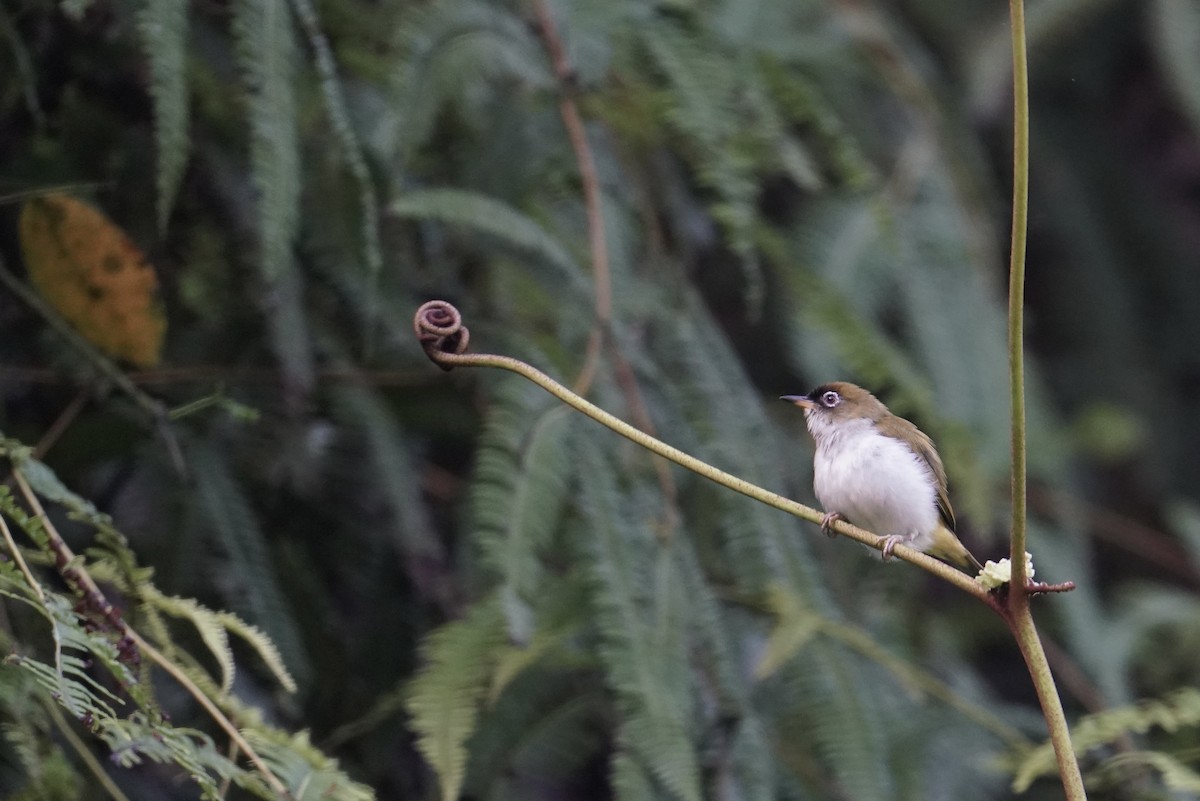 Cream-throated White-eye - ML623837761