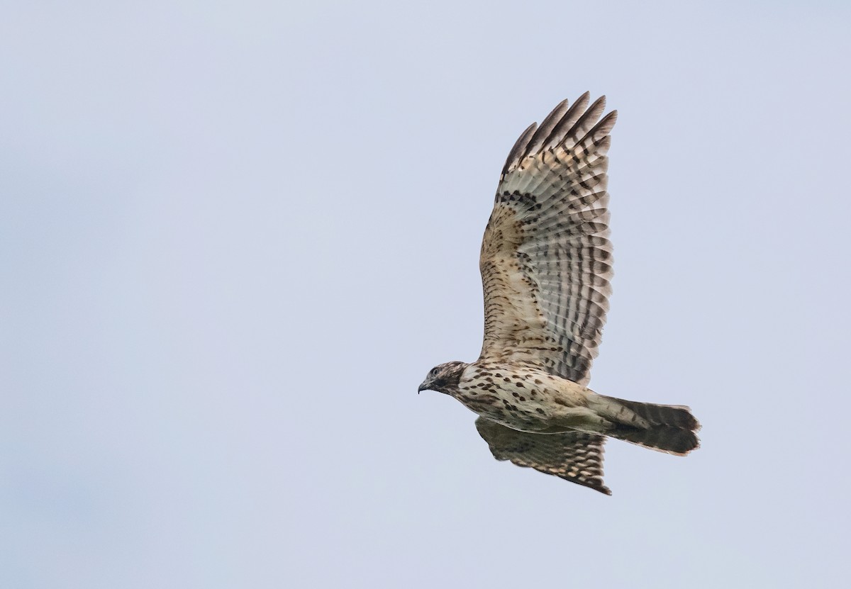 Red-shouldered Hawk (lineatus Group) - ML623837762