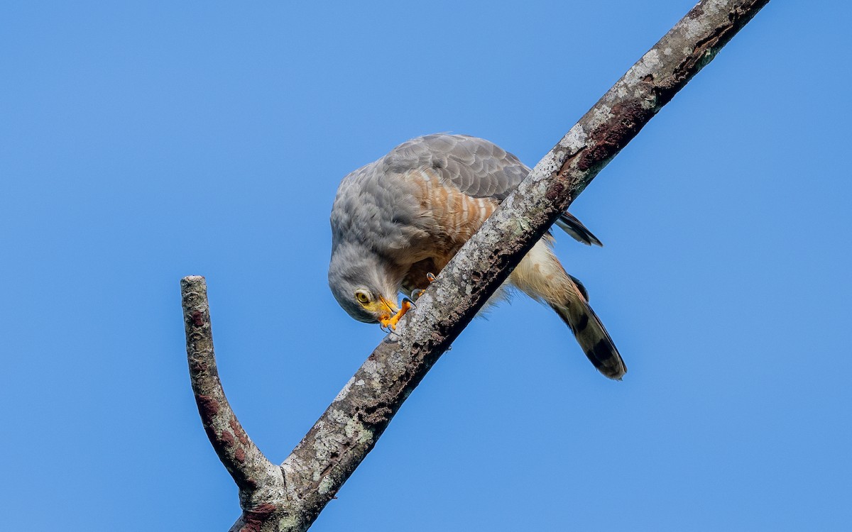 Roadside Hawk - ML623837769