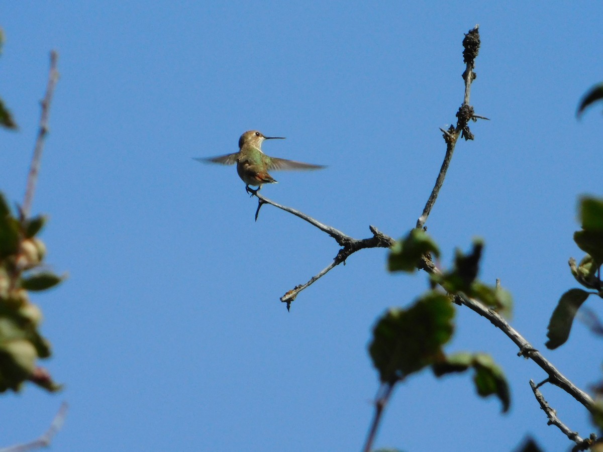 Rufous Hummingbird - ML623837773