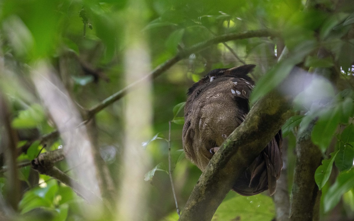 Crested Owl - ML623837775