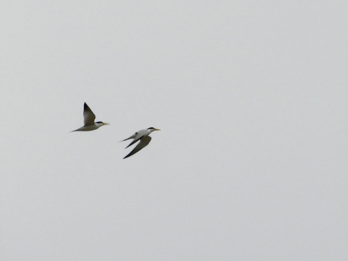 Yellow-billed Tern - ML623837786