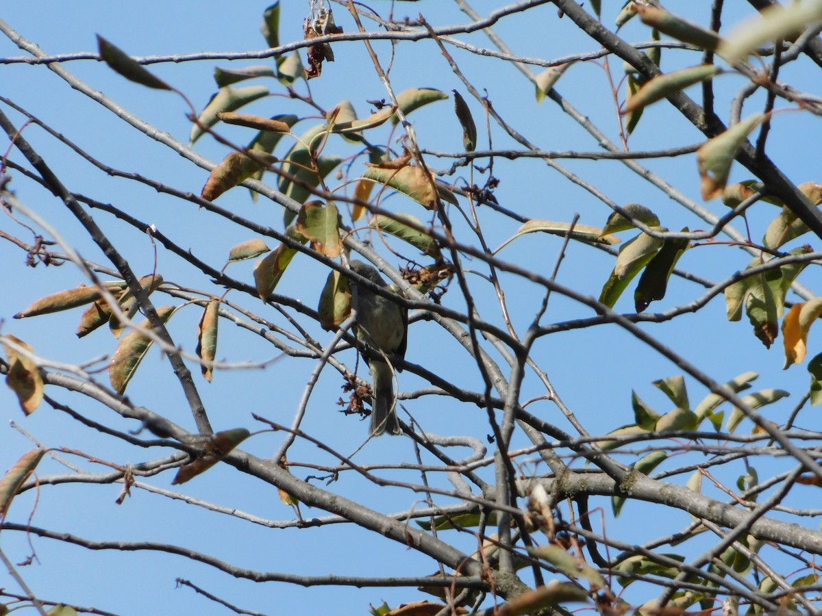 Gray Flycatcher - ML623837789