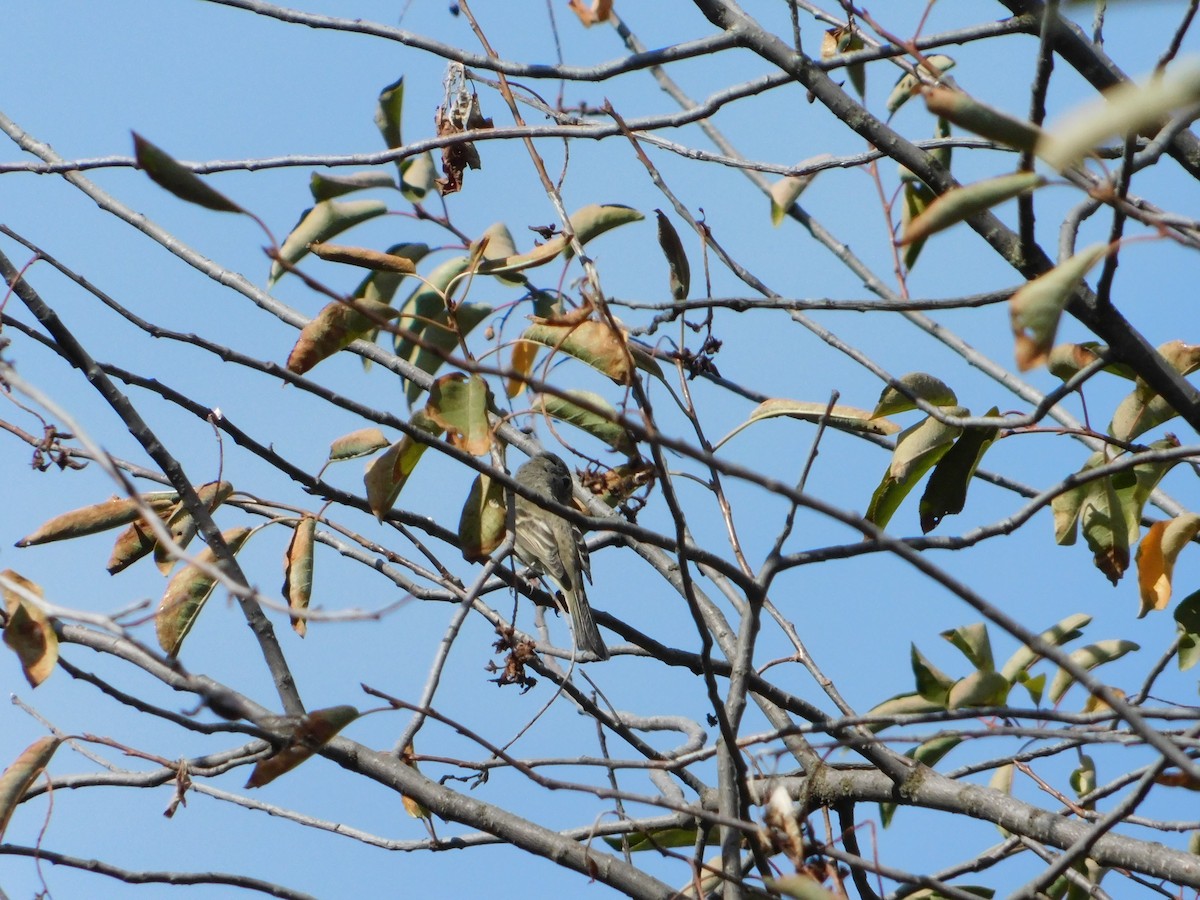 Gray Flycatcher - ML623837790