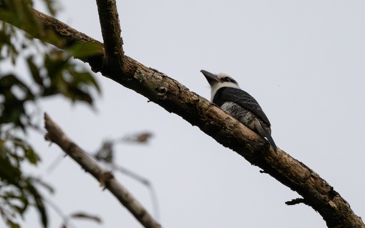 White-necked Puffbird - ML623837805