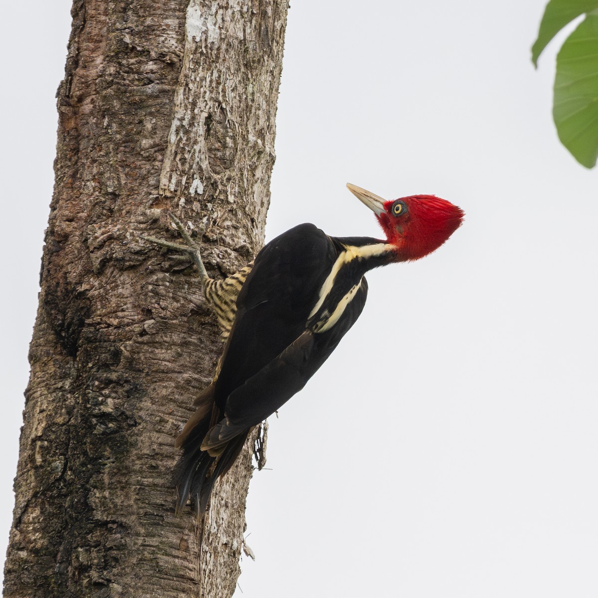 Pale-billed Woodpecker - ML623837813