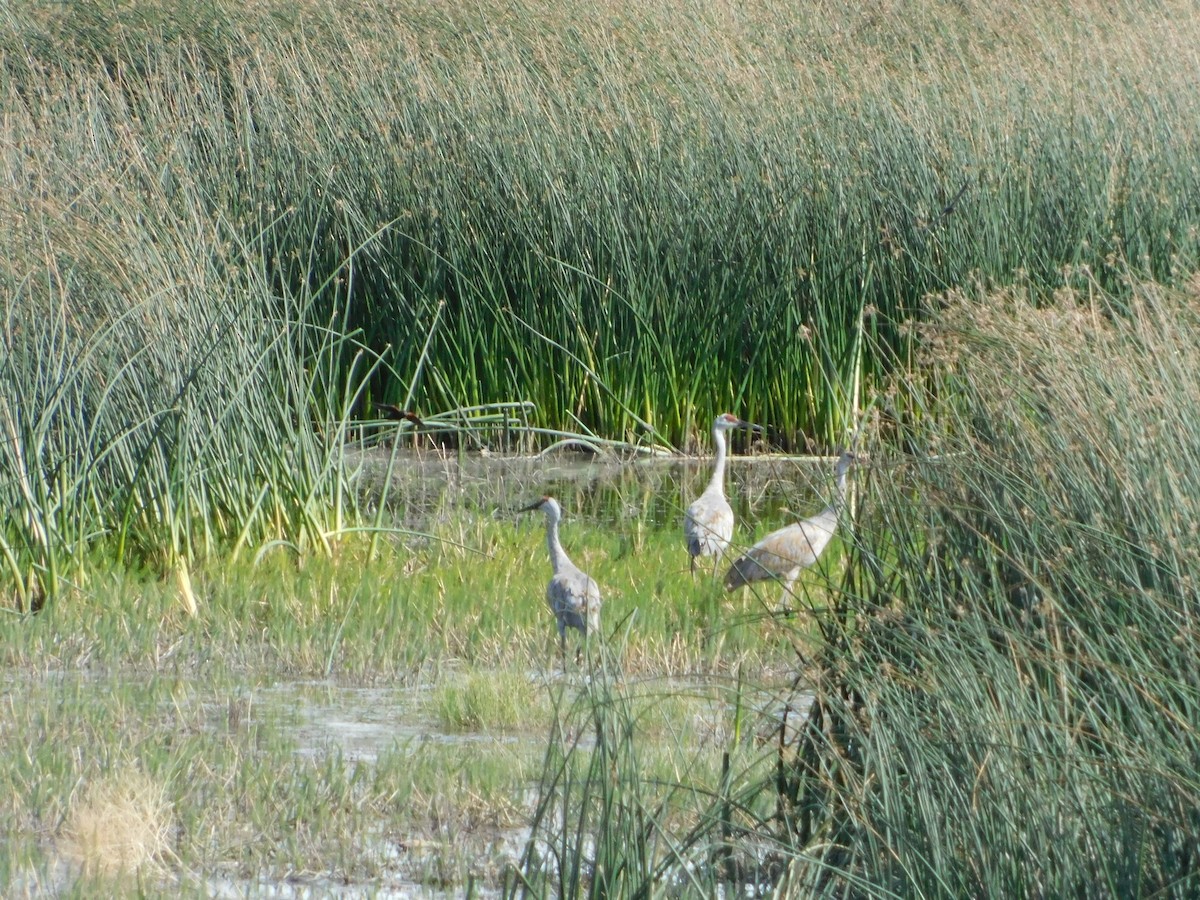 עגור קנדי - ML623837814