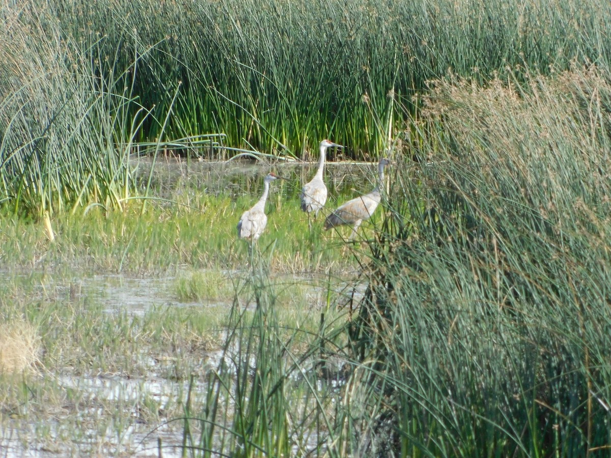 עגור קנדי - ML623837816