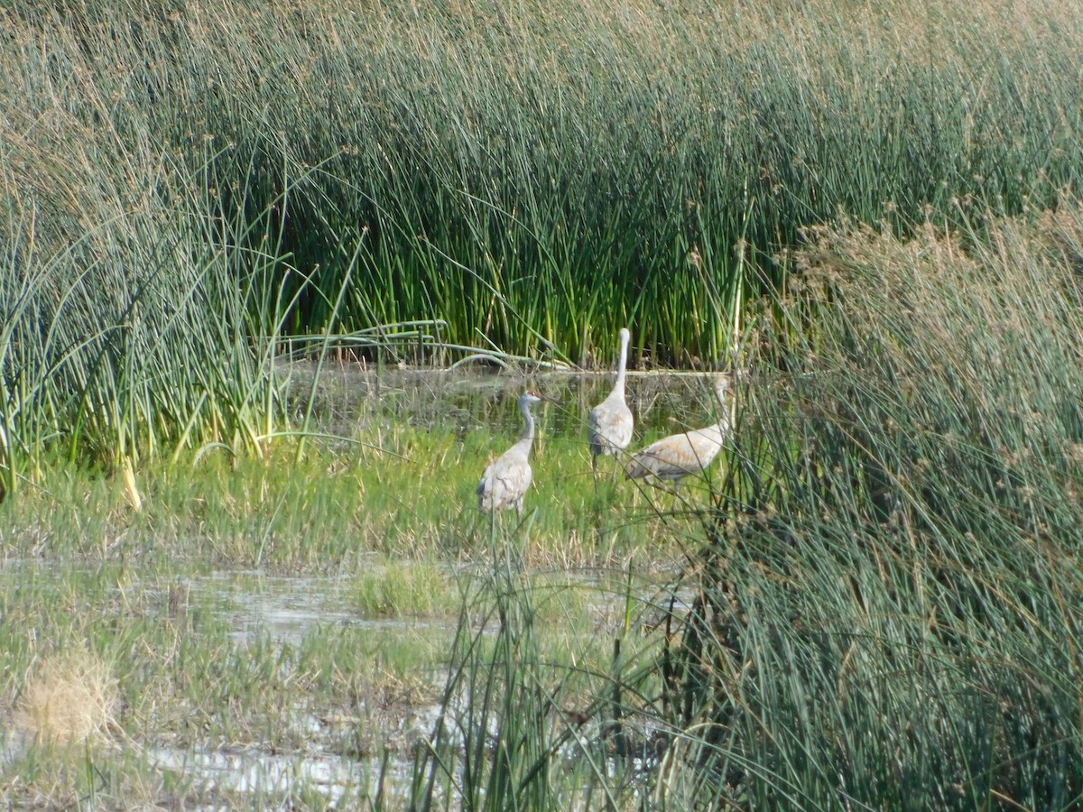 Sandhill Crane - Nathaniel Cooley