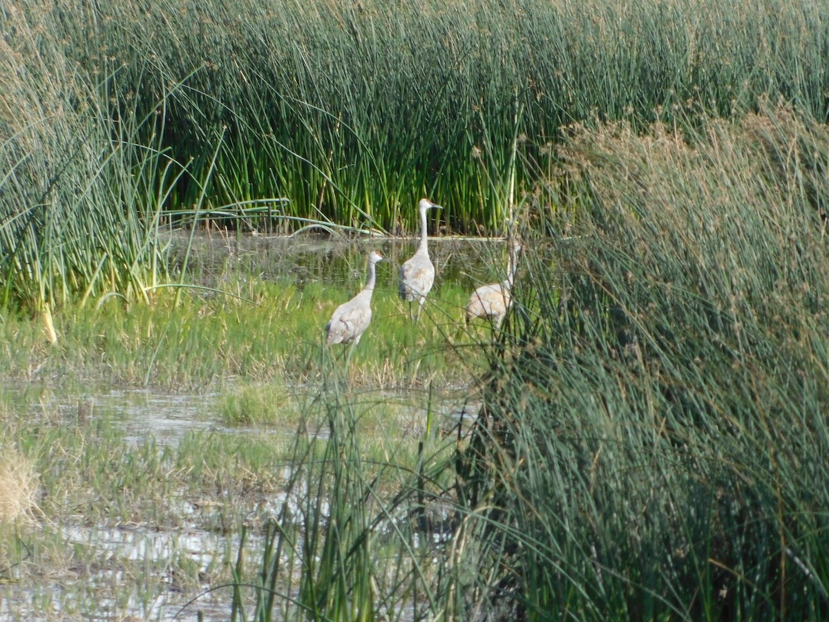 עגור קנדי - ML623837818