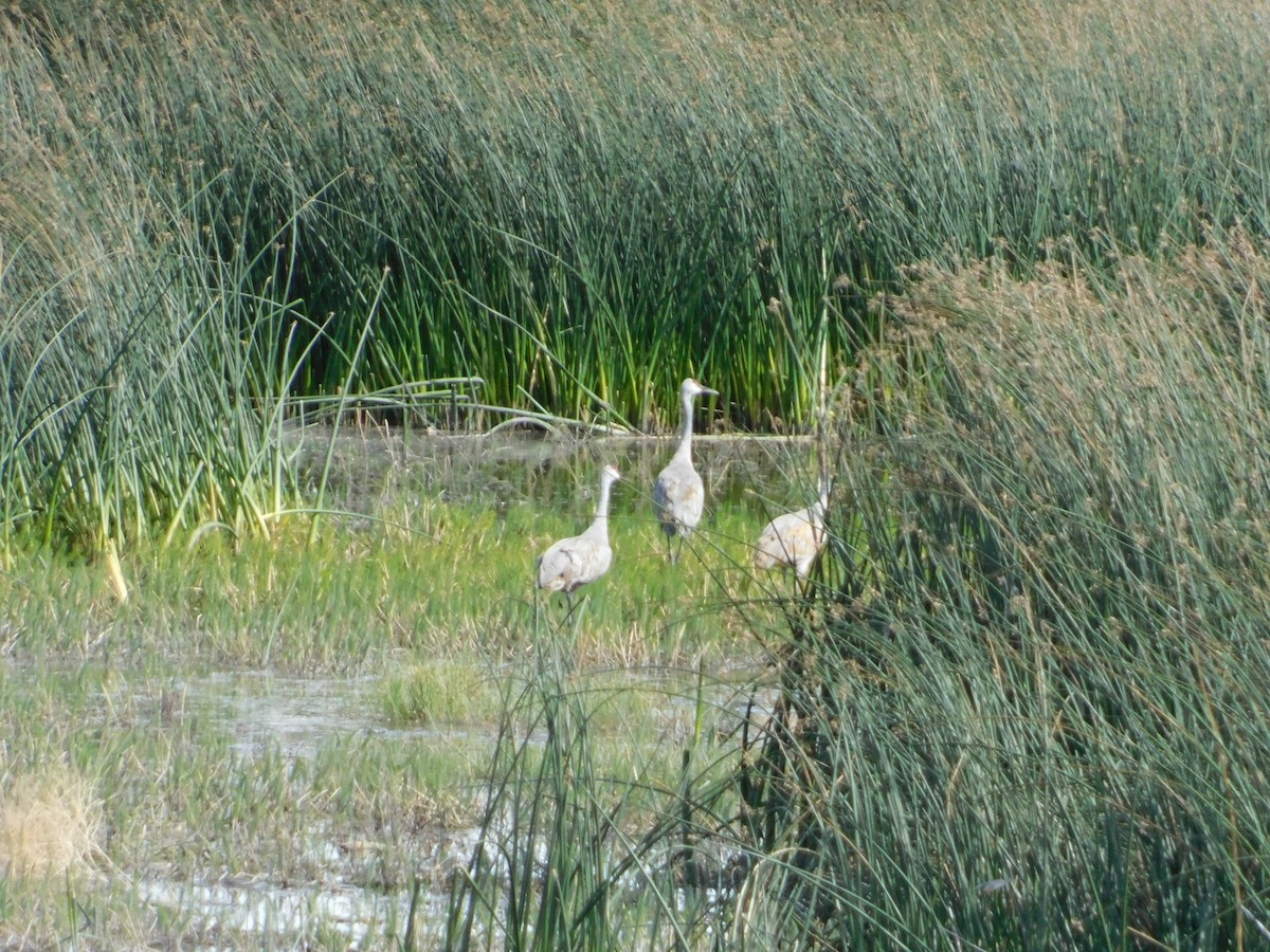 עגור קנדי - ML623837819