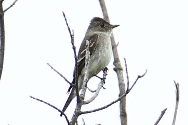 Eastern Wood-Pewee - michael vedder