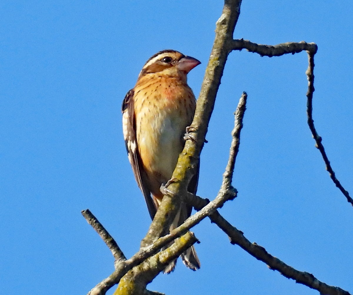 Rose-breasted Grosbeak - Don Gorney