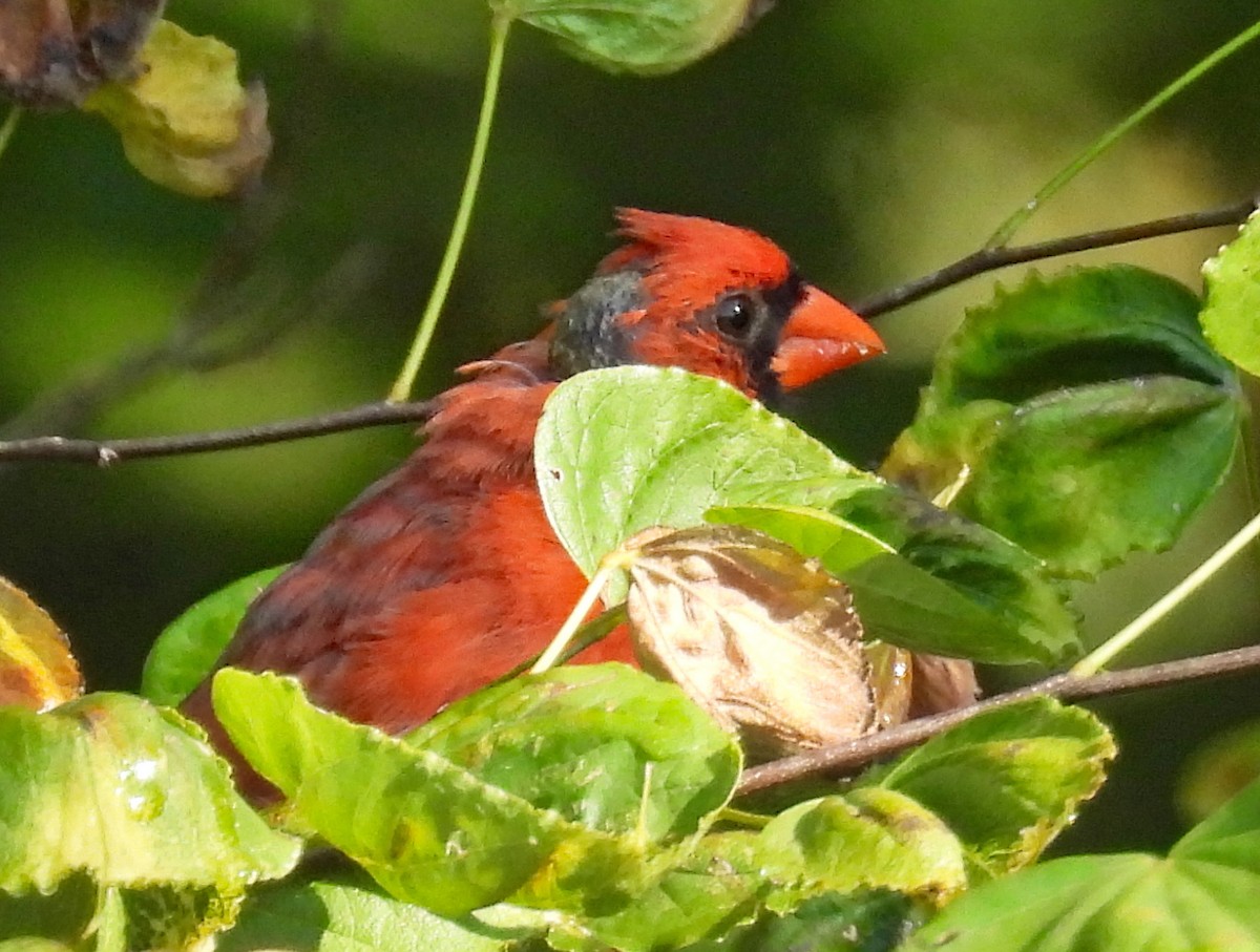 ショウジョウコウカンチョウ - ML623837842