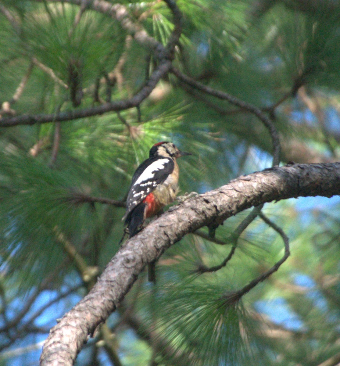 Himalayan Woodpecker - ML623837846