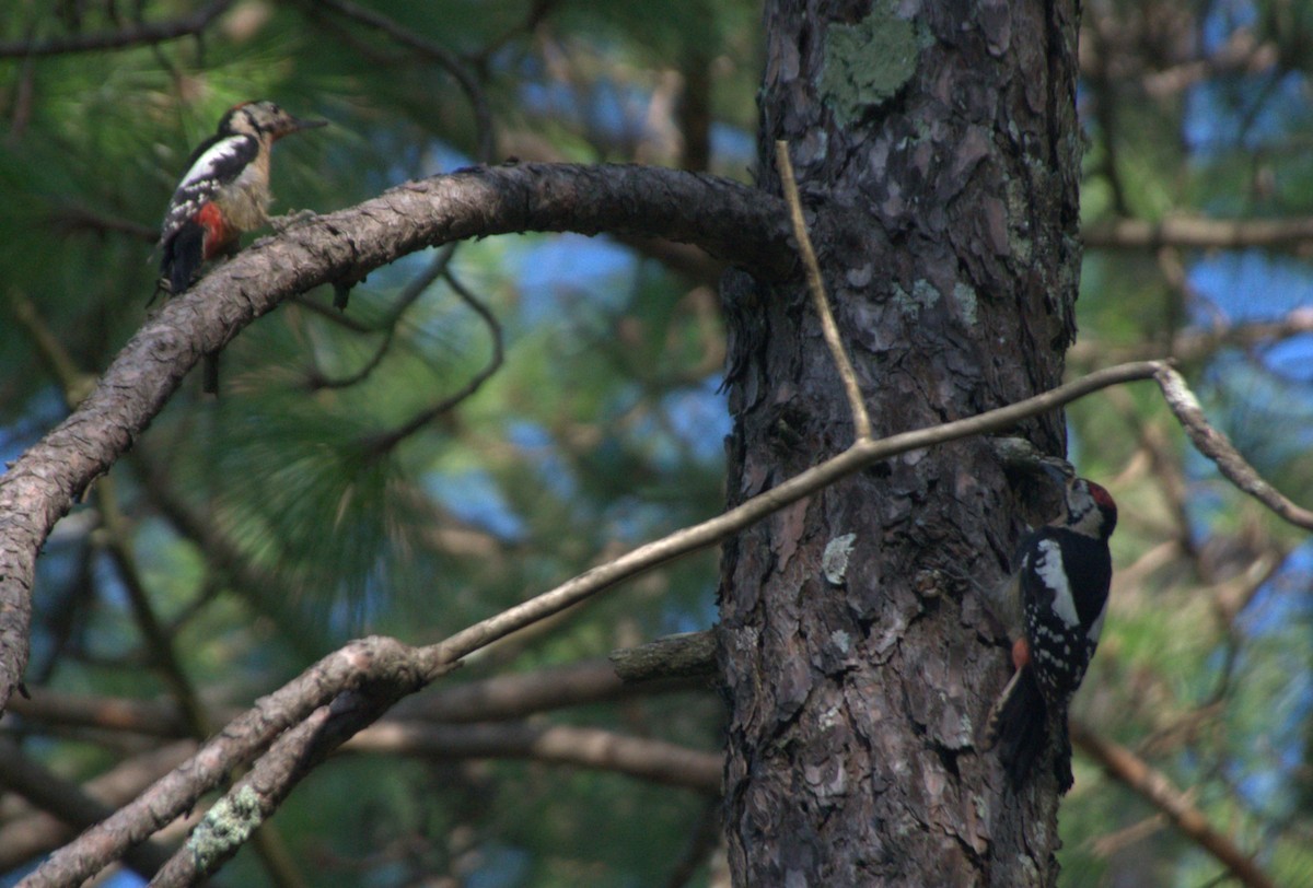 Himalayan Woodpecker - Akash Joshi