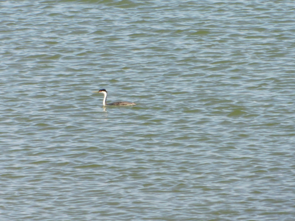 Western Grebe - ML623837853