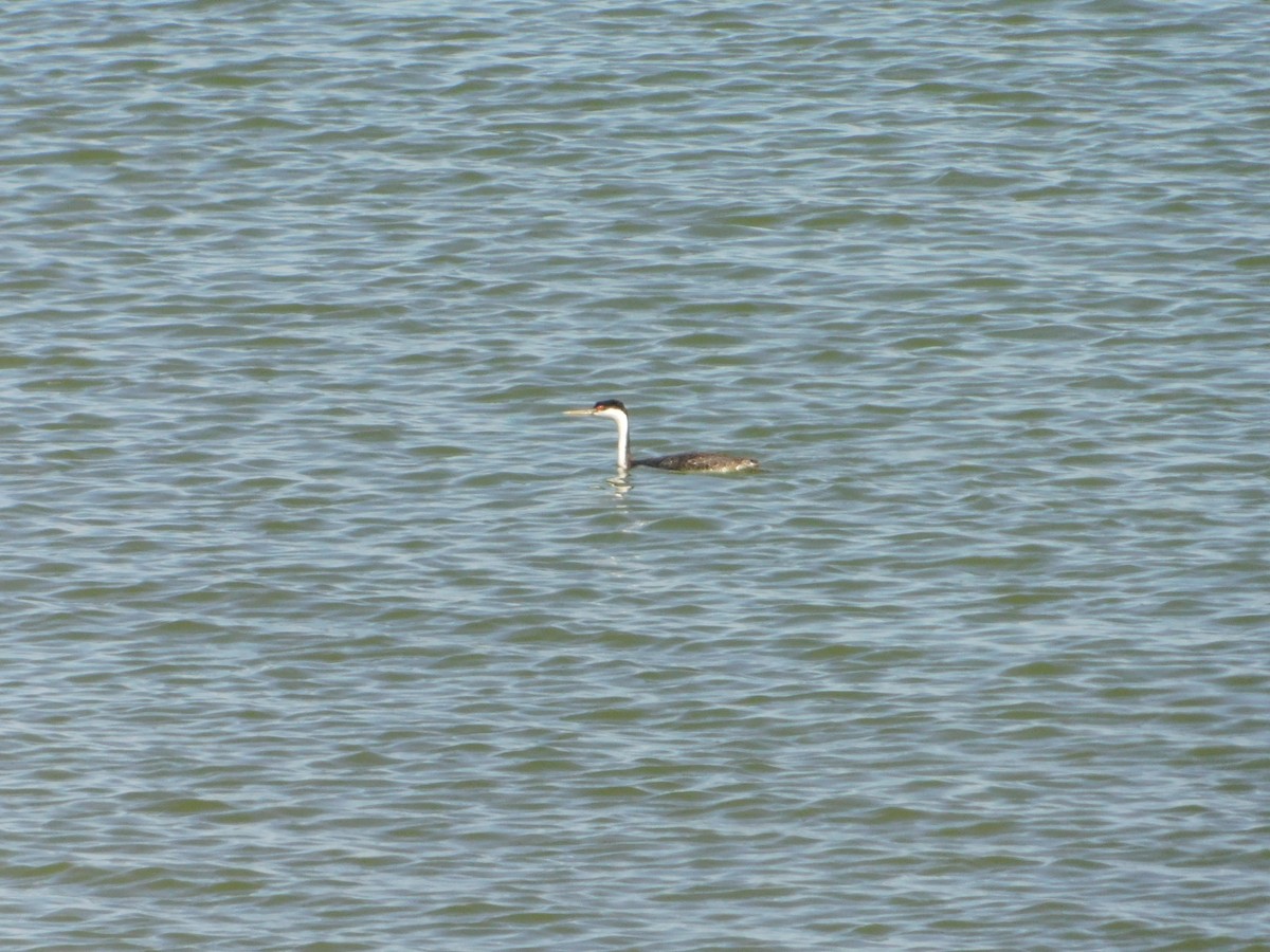 Western Grebe - ML623837856