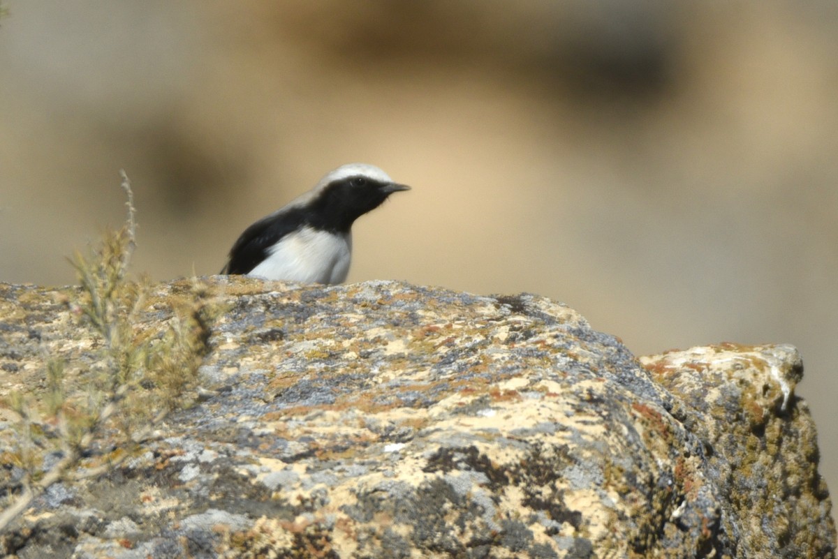 Finsch's Wheatear - ML623837868