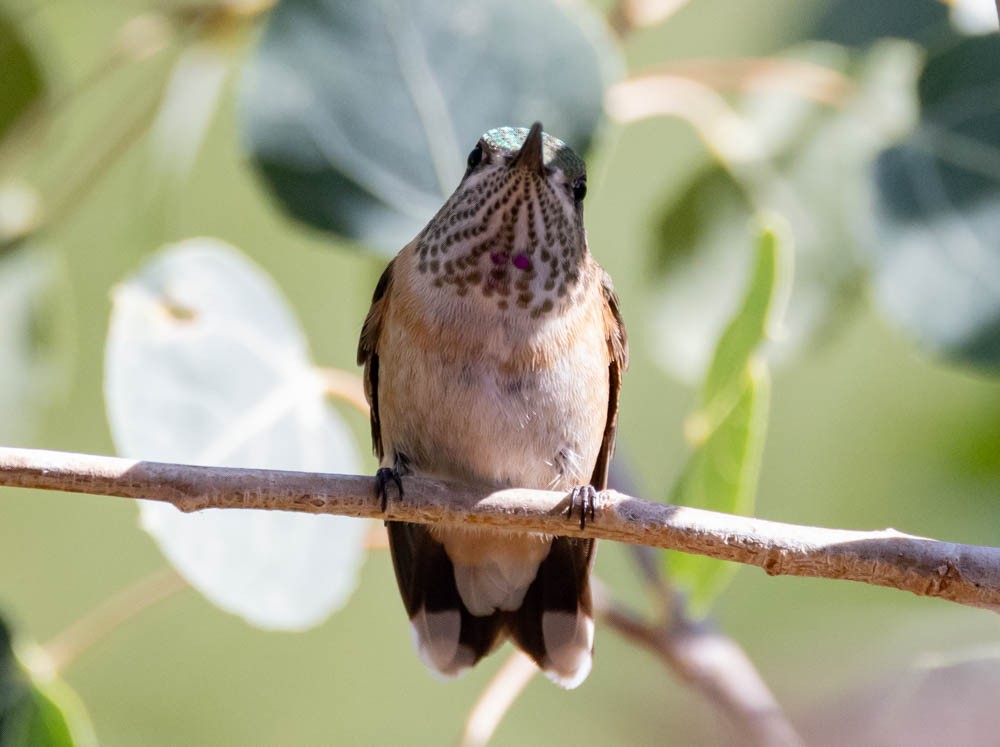 Calliope Hummingbird - ML623837892