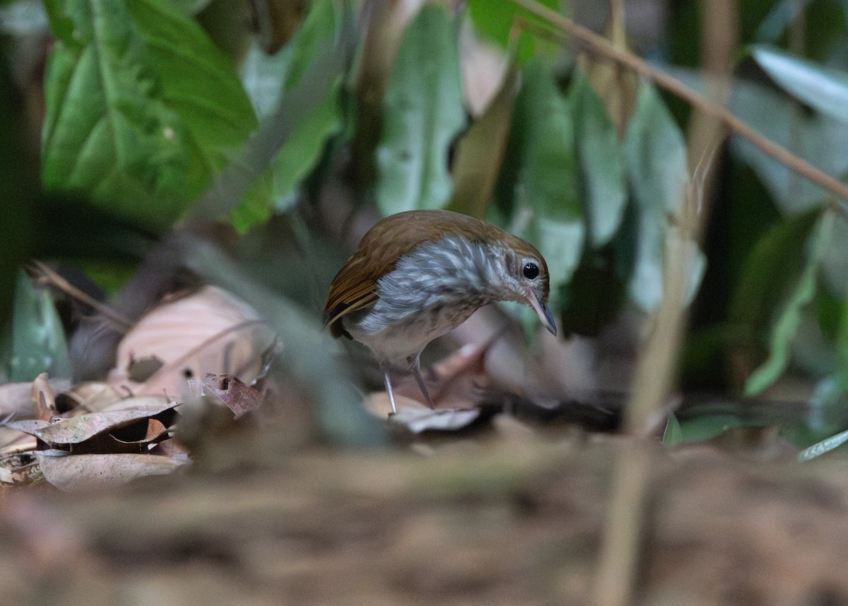 Tapajos Antpitta - ML623837894