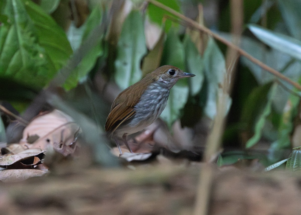 Tapajos Antpitta - ML623837896