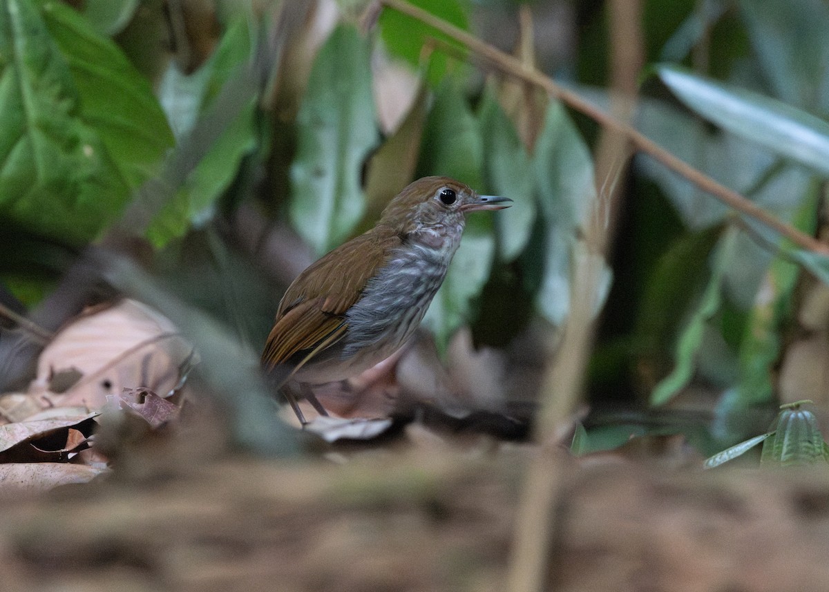 Tapajos Antpitta - ML623837902