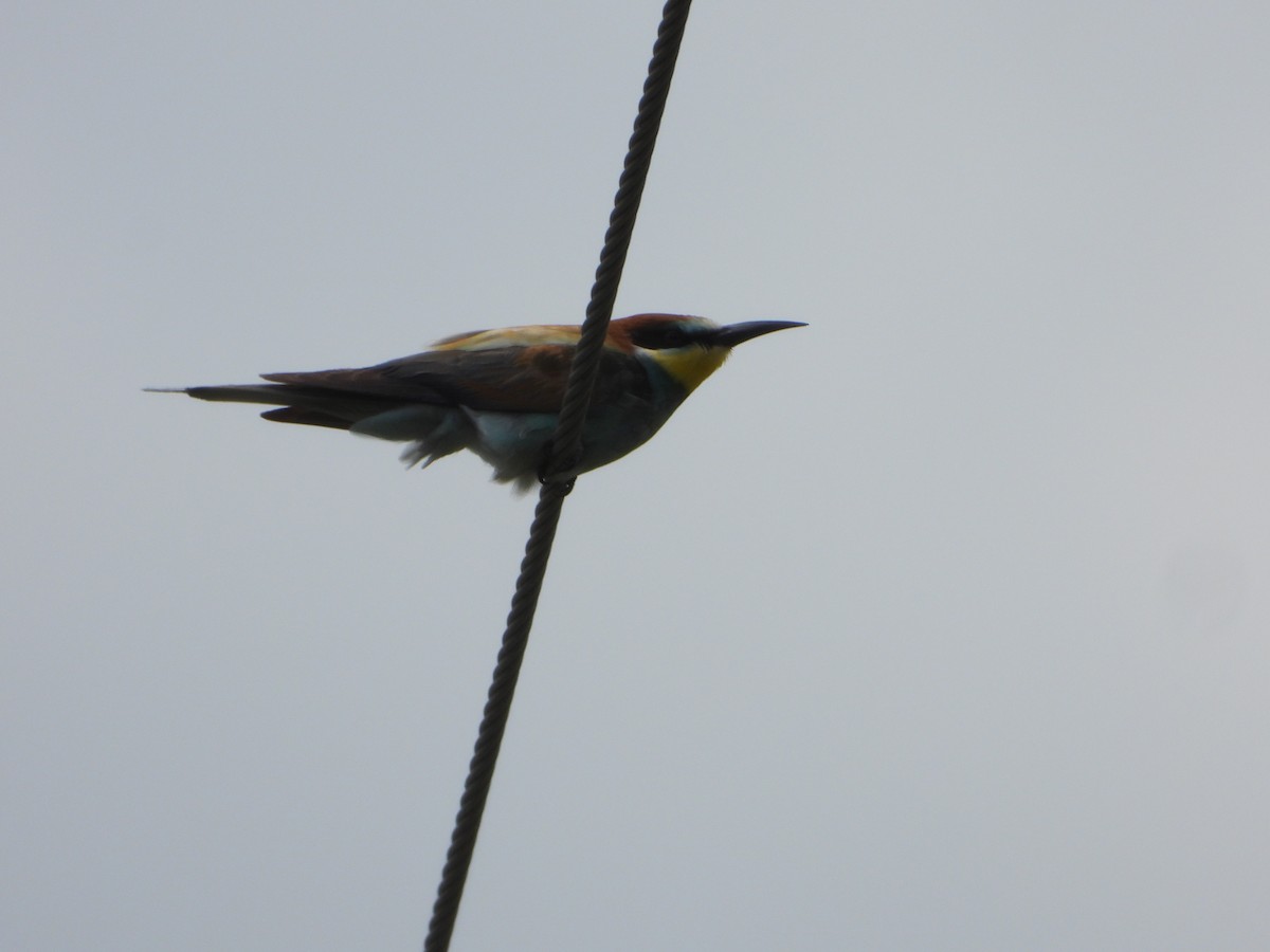 European Bee-eater - ML623837903