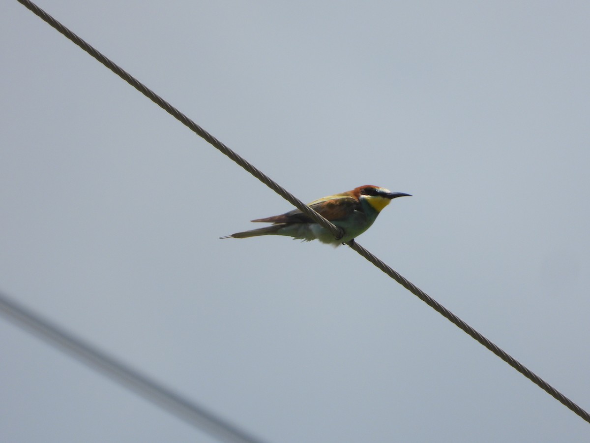 European Bee-eater - ML623837904