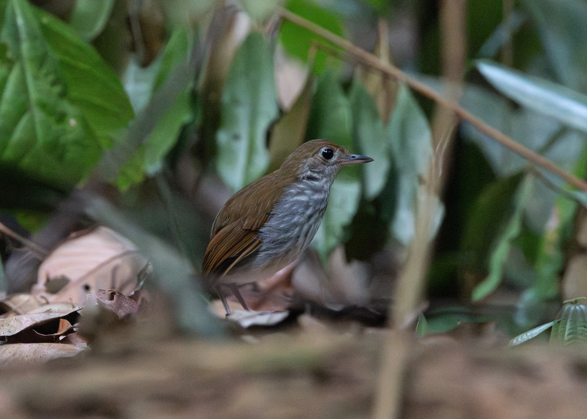 Tapajos Antpitta - ML623837908