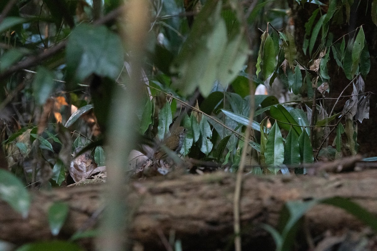 Tapajos Antpitta - ML623837910