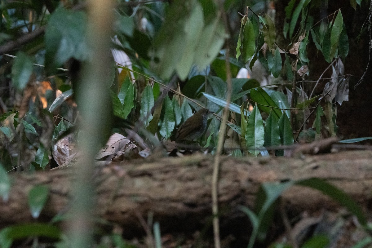Tapajos Antpitta - ML623837911