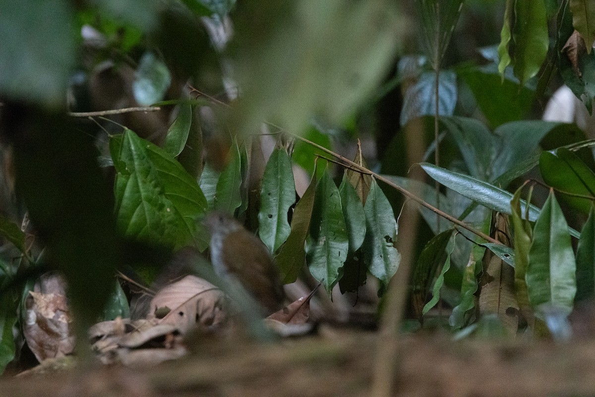 Tapajos Antpitta - ML623837912